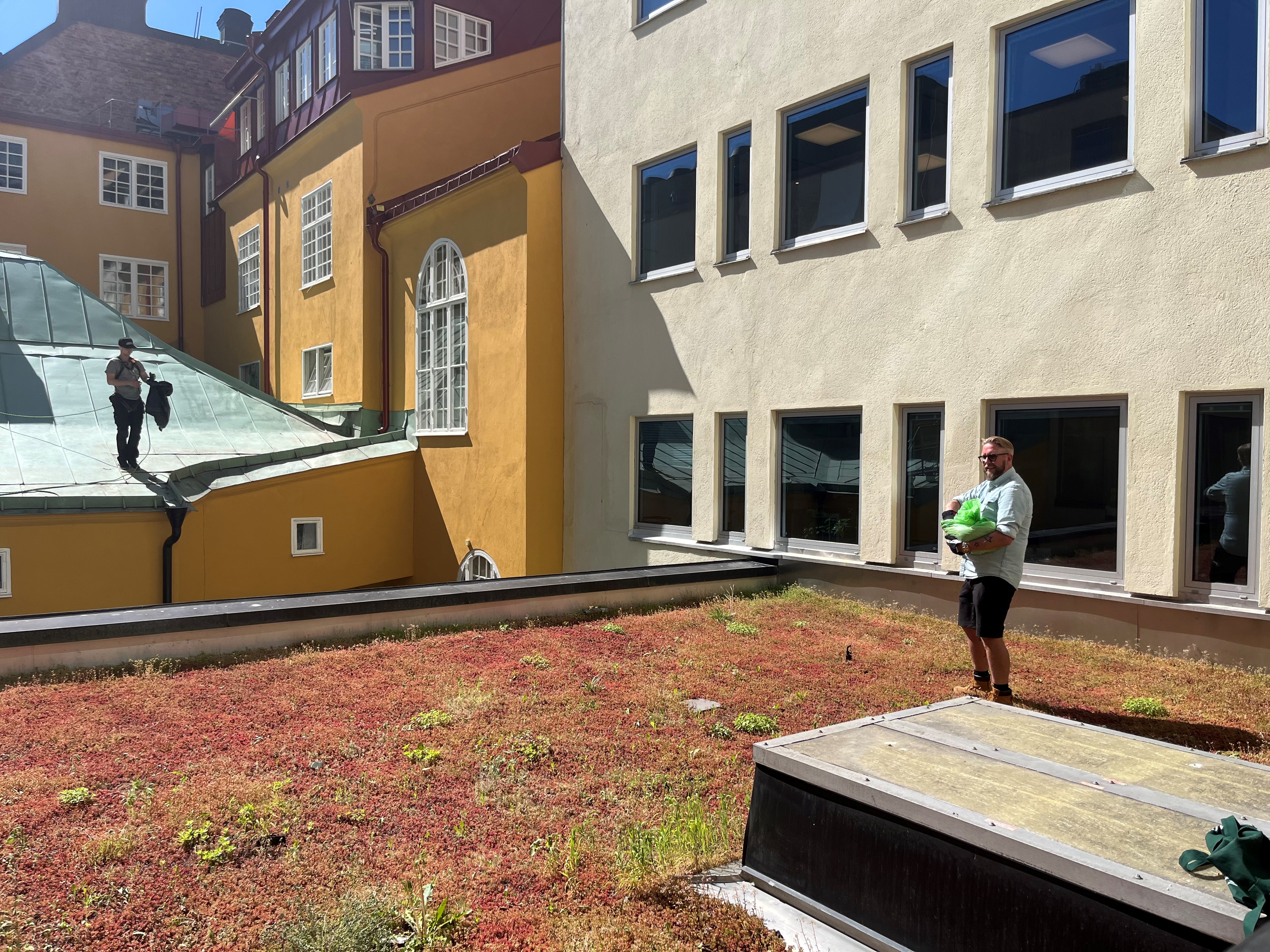Sedumtak_Hägern1